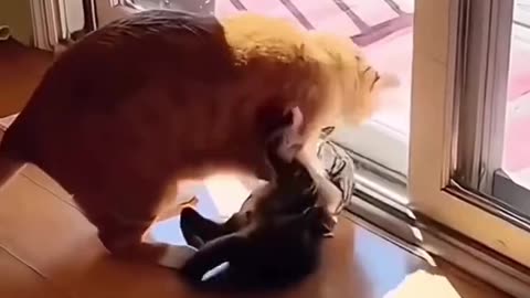 Watch funny moments with cats 🤣