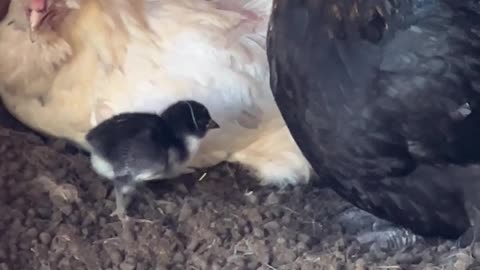 Barnyard Surprise