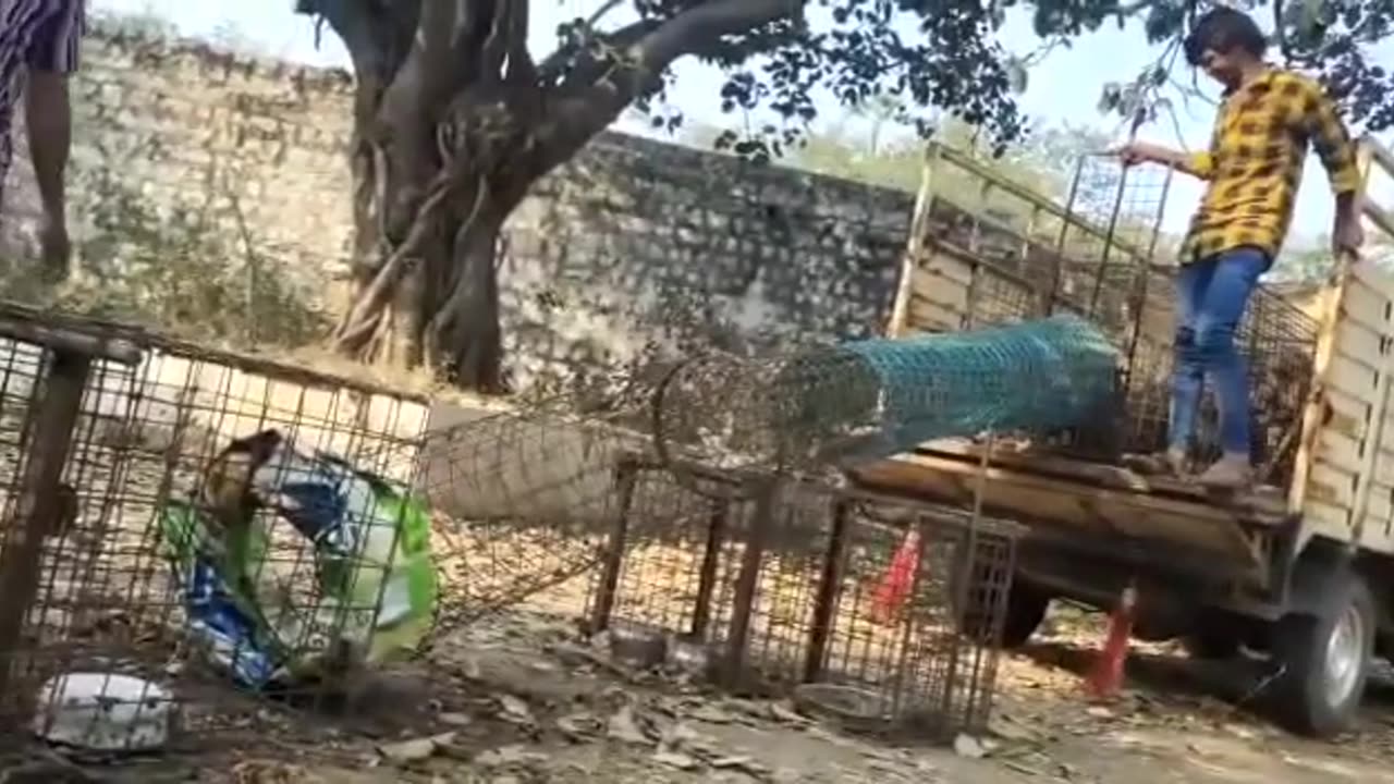 Smart Monkeys the