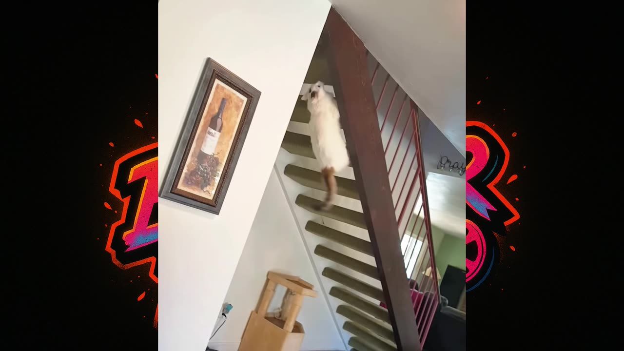 😂 🐱 "Cats vs Stairs: The Funniest Battles You'll Ever See!"