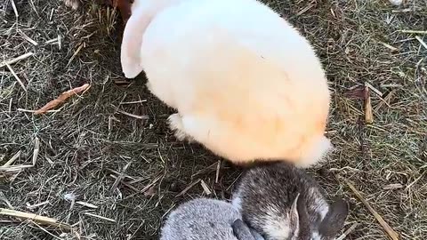 kaninbebisar god morgon stunder