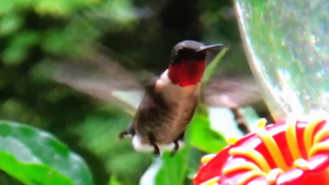 Hummingbird