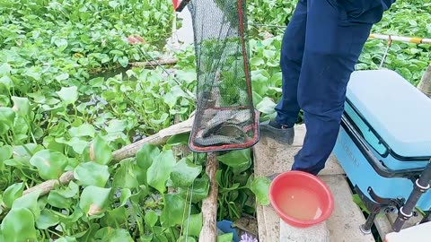 Tilapia Trends A Global Food