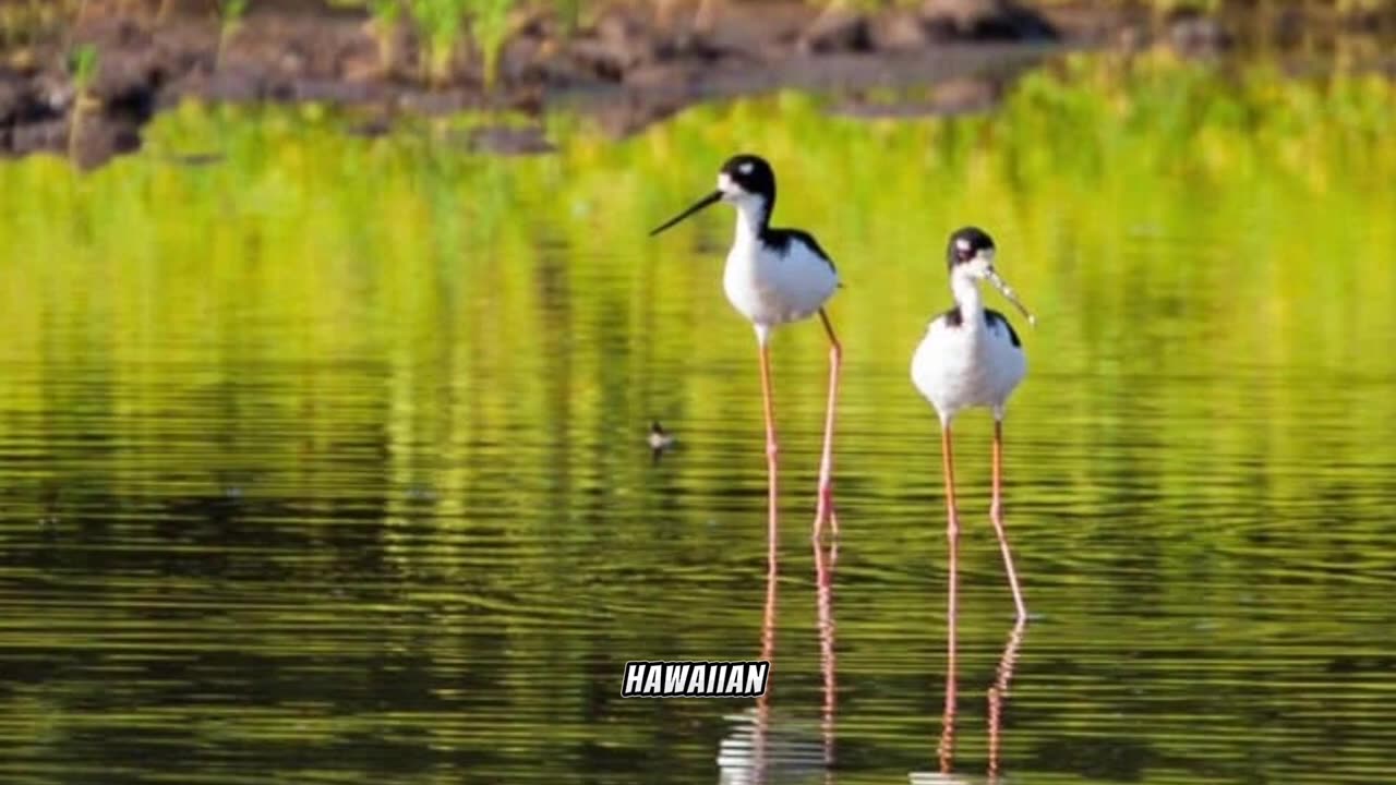 Hawaiian Stilt: Elegance in Endemism, Conservation in Wetland Habitats