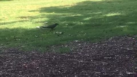 The bird walking for its food.