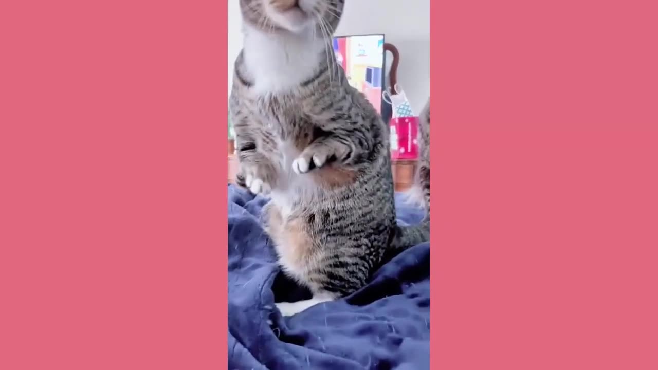 funny animals cats and dogs