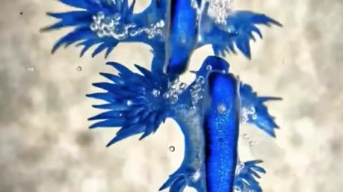 😮💙 Beautiful but Venomous Blue Sea Slug! | FeedMyCuriosity