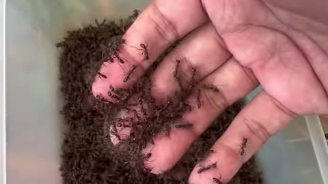 Brave man is stung by fire ants is so much hurt #shorts