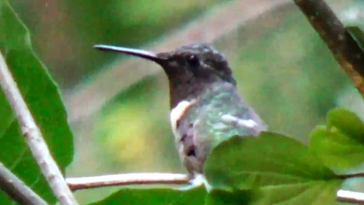 Hummingbird