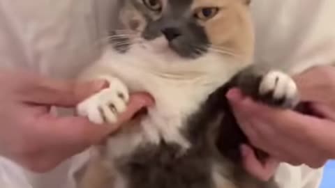 Cat Dance