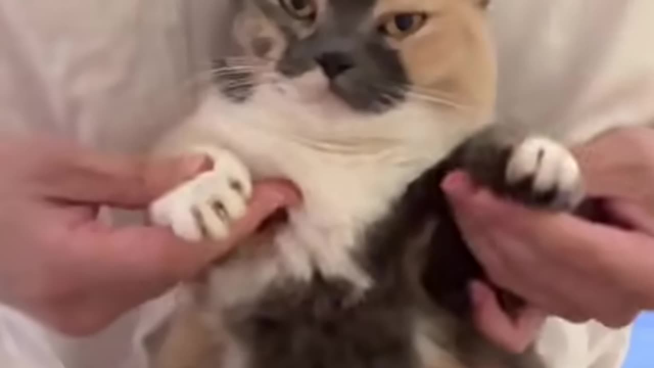 Cat Dance