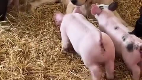 Best friends for sure!