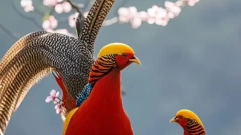 "Beautiful Birds in Nature! 🐦🌿 | Breathtaking Wildlife Moments!"