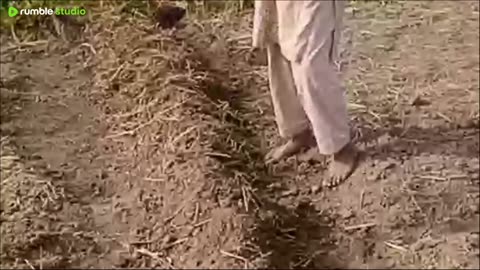 wheat 🌾 Farming simulator #live