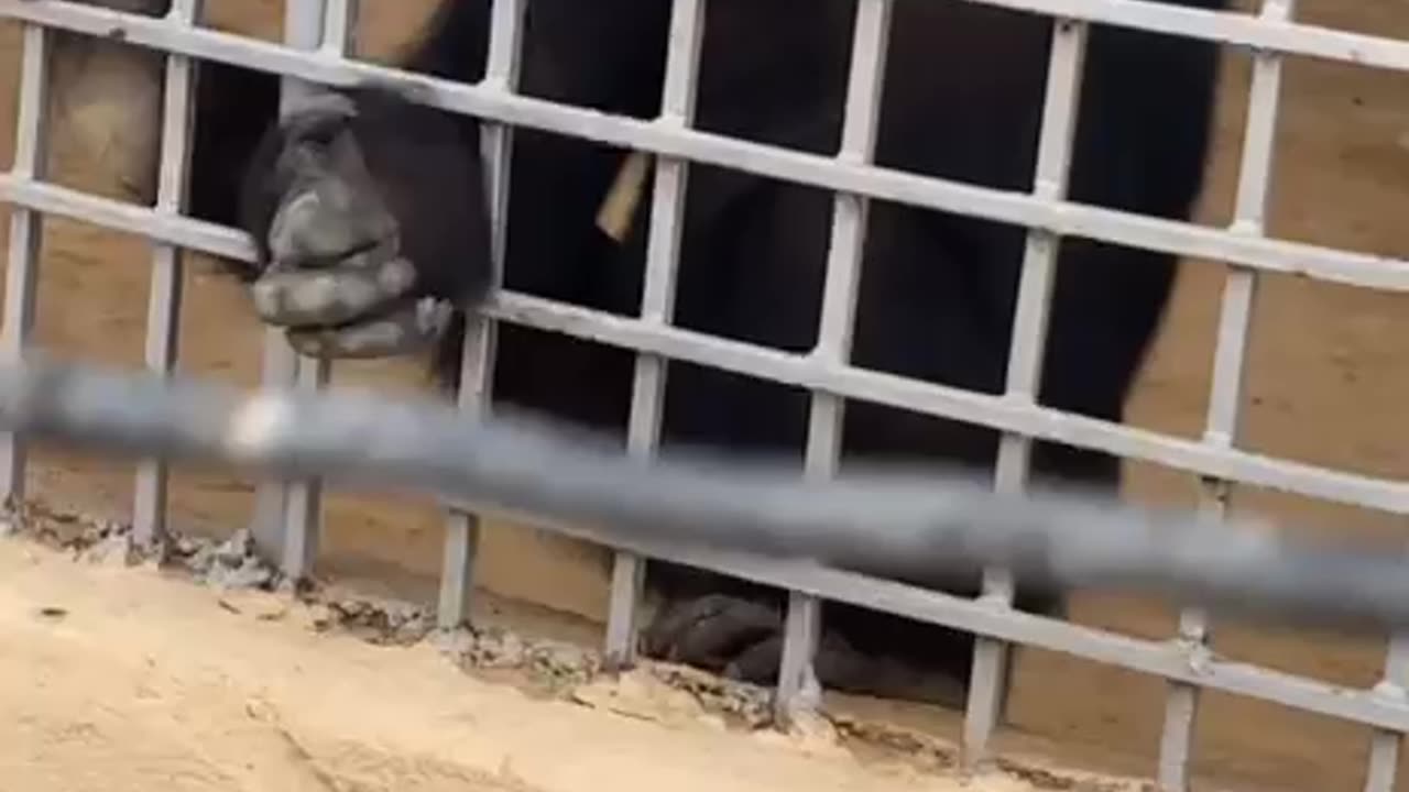 Monkey video 🐒
