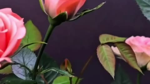 ¿el primero de enero realmente el Año Nuevo?