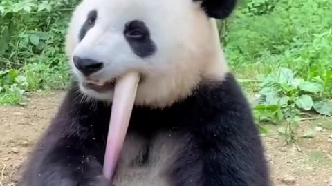 Pandas are nature’s ultimate comedians