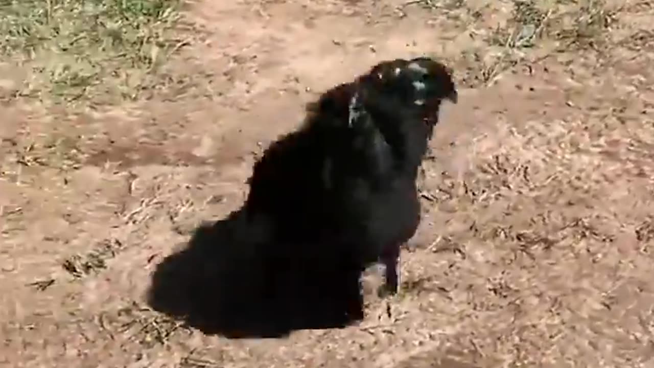 When Animals Love You