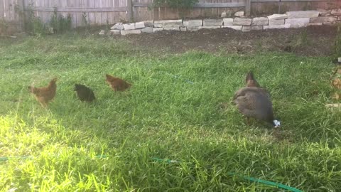 Use spray pipe to cool down the chicken. they has a lot of fun 🤩