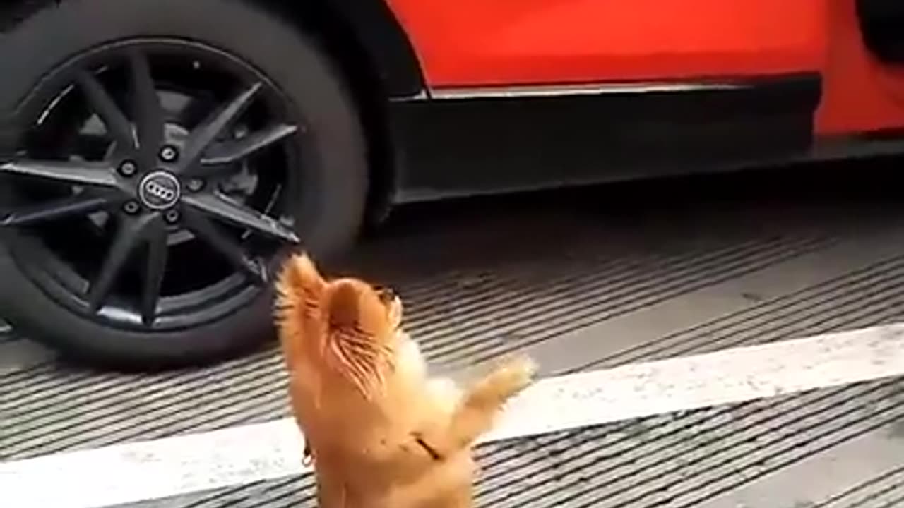 🐶😂 This Begging for Food is EPIC! | FunFM