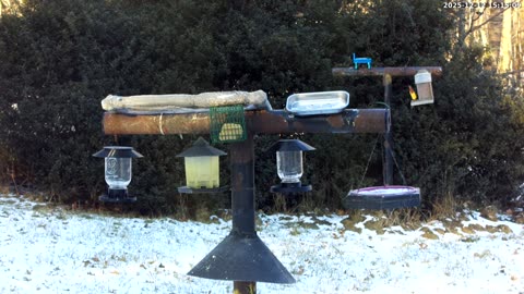 Bird Feeder in Western Maryland USA