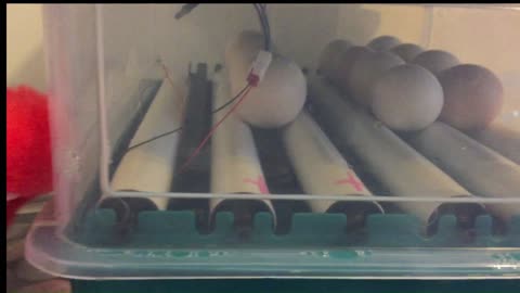 Eggs 14 Days into Incubation (Attempting to Keep Chickens)