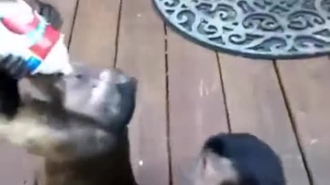 Funny monkey video