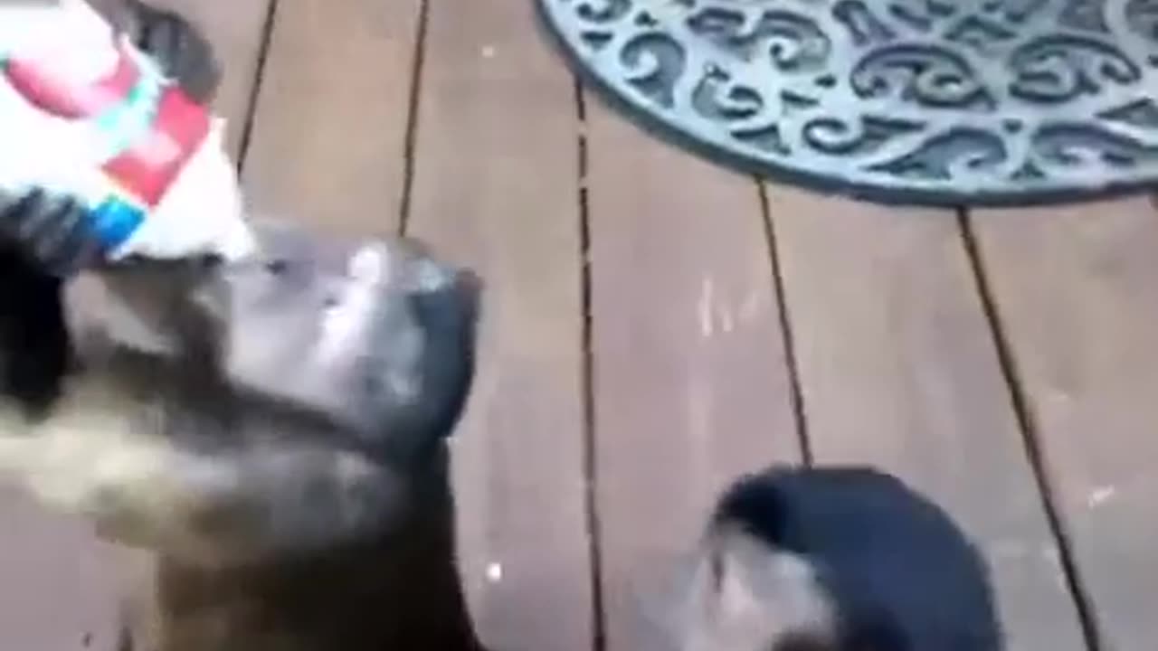 Funny monkey video