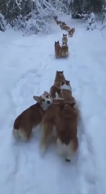 A pack of corgis worried that a person might get lost.