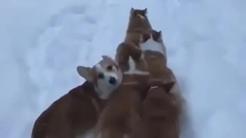 A pack of corgis worried that a person might get lost.