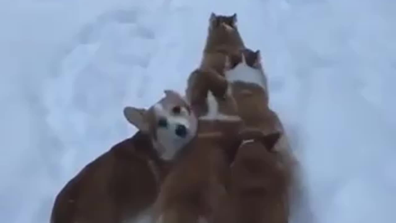 A pack of corgis worried that a person might get lost.