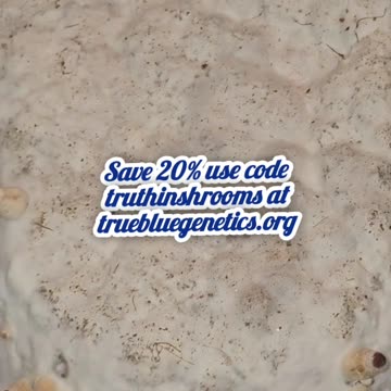 Purple Mystic mushroom cake fruiting chamber Day 3