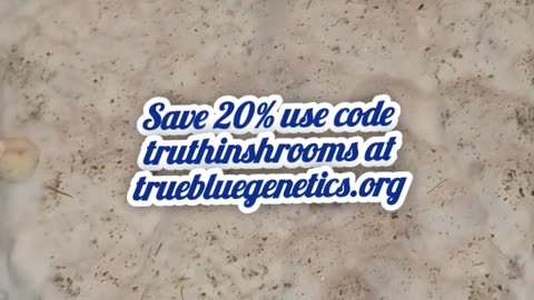 Purple Mystic mushroom cake fruiting chamber Day 3