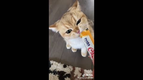 🤣Funny Animals Videos 11🤣