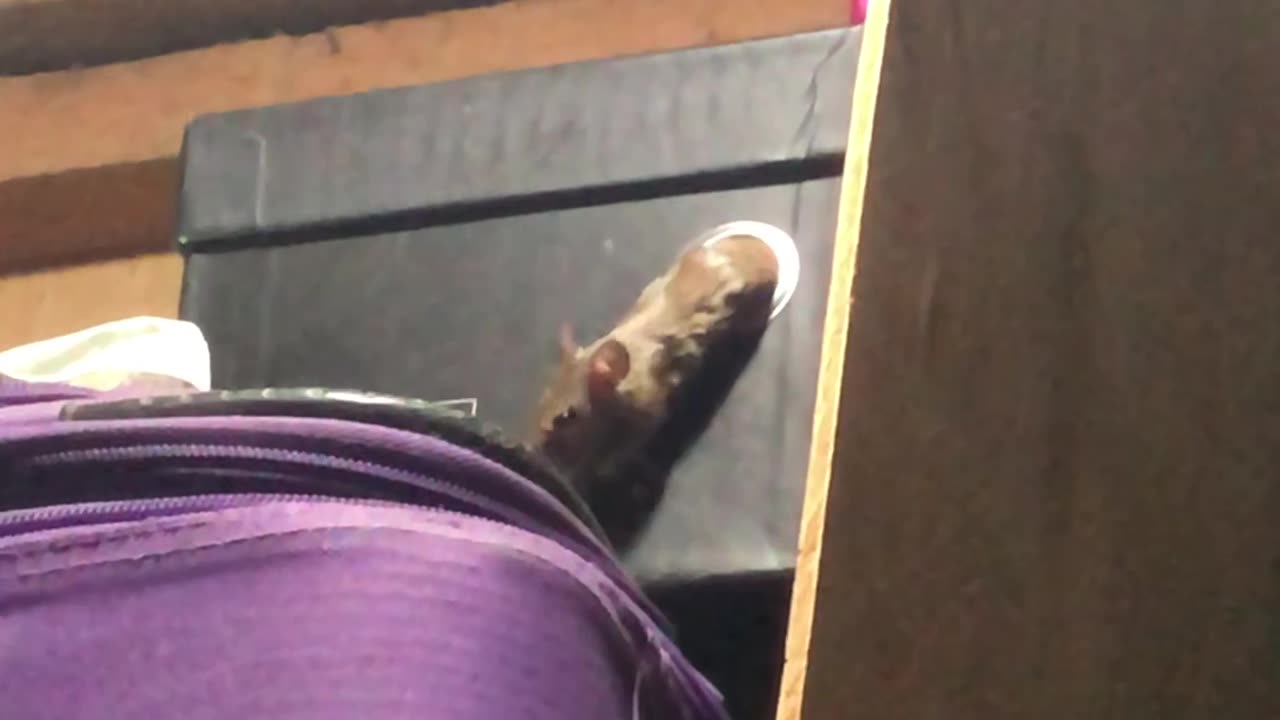 Rat Helps His Buddy