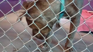 Zeus 6y Pet Id 948578 kennel 21 HSSAZ shelter he follows me wonderfully kept his composure2025912977