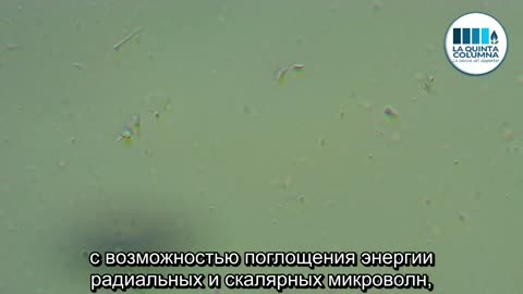 Микроскопический анализ капли из ампулы витамина K ПРОВЕДЕННЫЙ ДОКТОРОМ ЛИЛИАНОЙ ЗЕЛАДОЙ