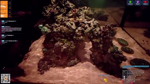 24/7 Real Live Reef Stream
