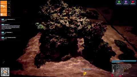 24/7 Real Live Reef Stream