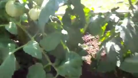 Reflecting on 10 Years of Backyard Gardening: A Journey of Growth and Greenery