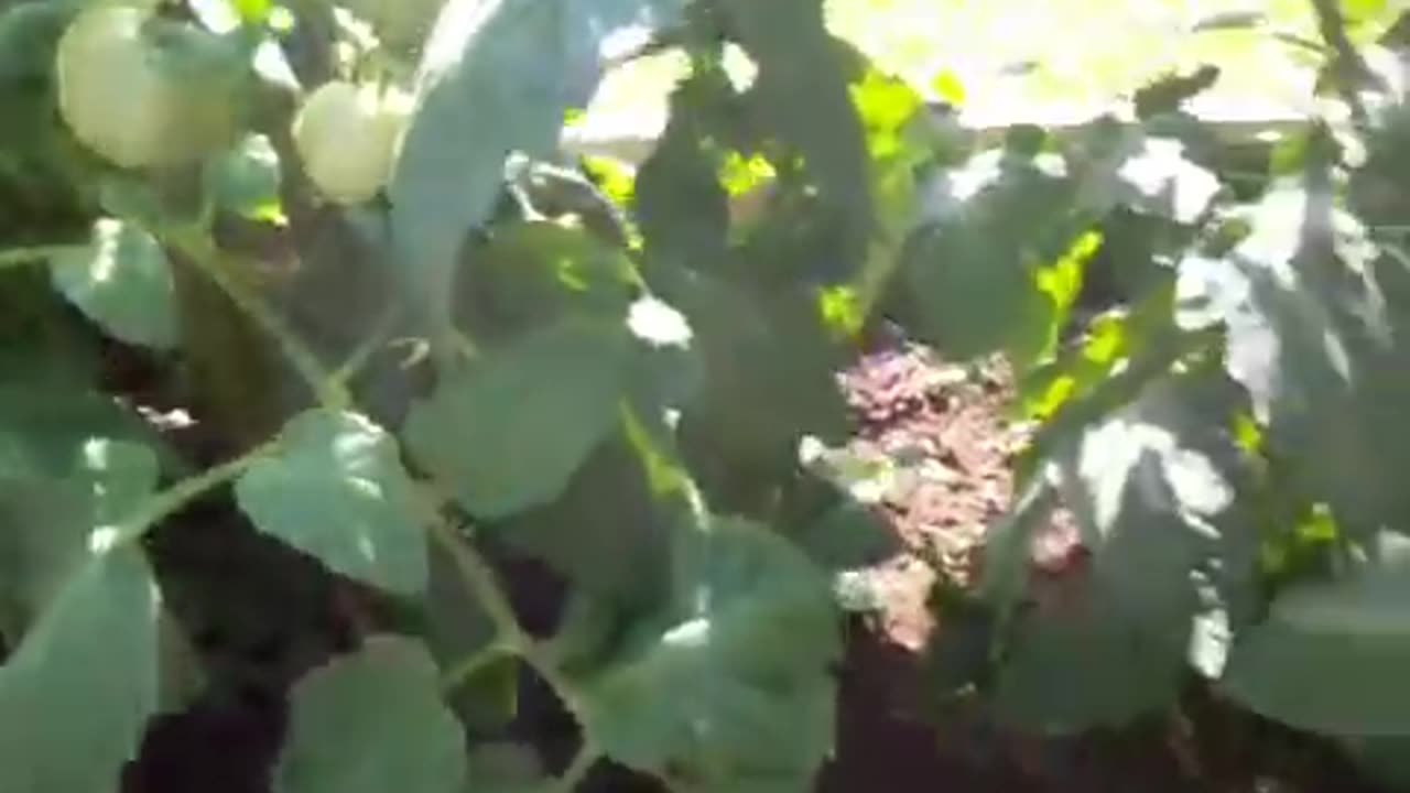 Reflecting on 10 Years of Backyard Gardening: A Journey of Growth and Greenery
