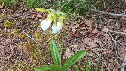 Lady Slippers