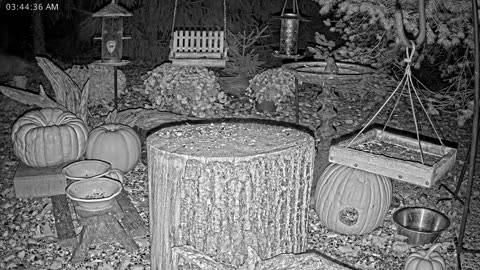 LIVE 24/7 Indiana Birds, Squirrels and Wildlife Feeder Cam