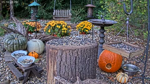 LIVE 24/7 Indiana Birds, Squirrels and Wildlife Feeder Cam