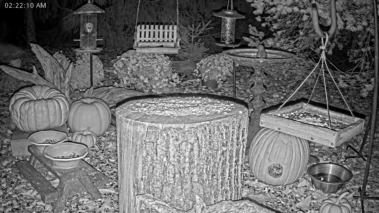 LIVE 24/7 Indiana Birds, Squirrels and Wildlife Feeder Cam