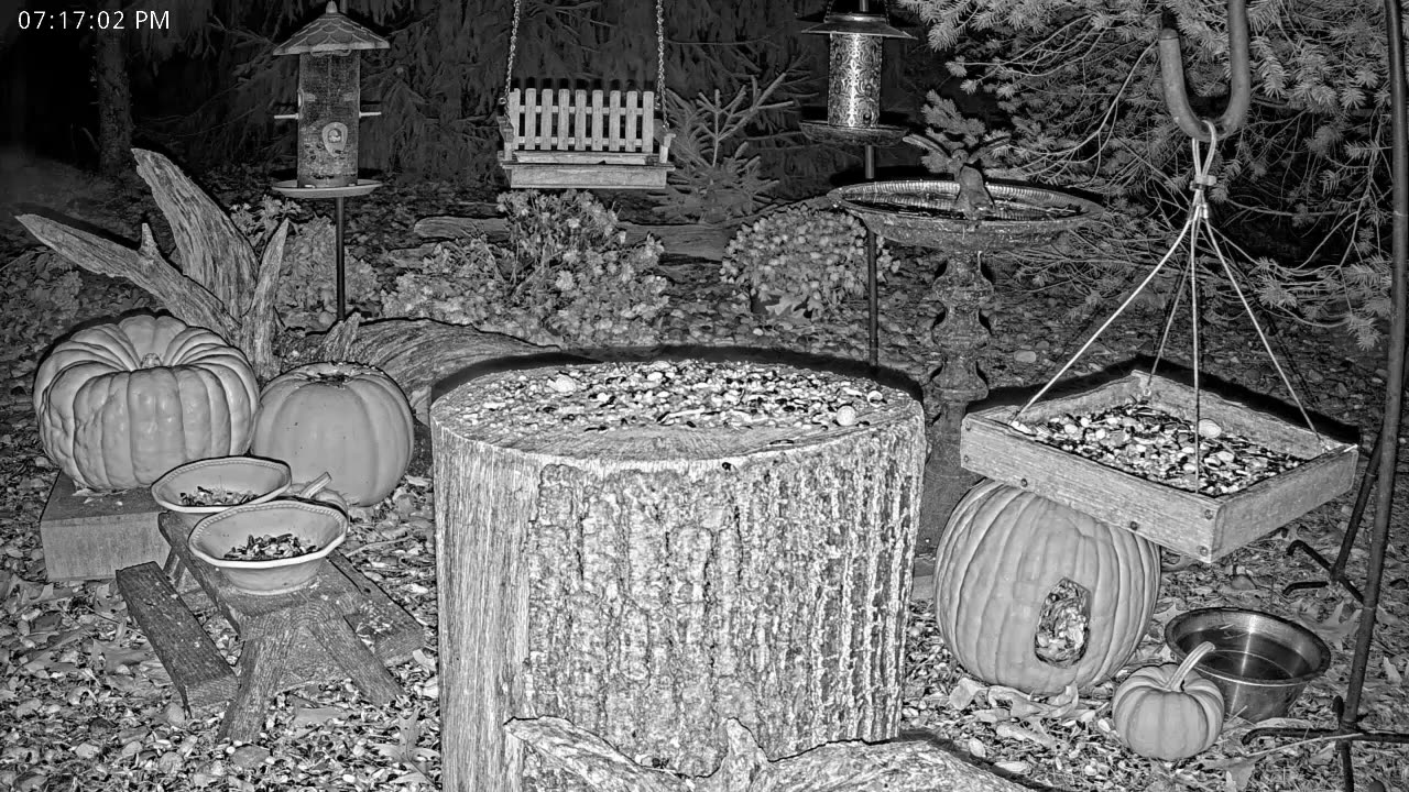 LIVE 24/7 Indiana Birds, Squirrels and Wildlife Feeder Cam