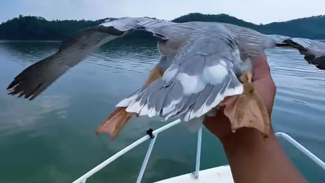 Wow
