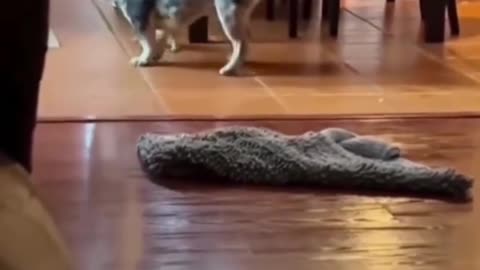 🤩 Animal Fun! 💖🐾 Watch These Adorable Moments! | FunFM