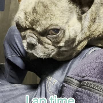 French bulldog lap nap