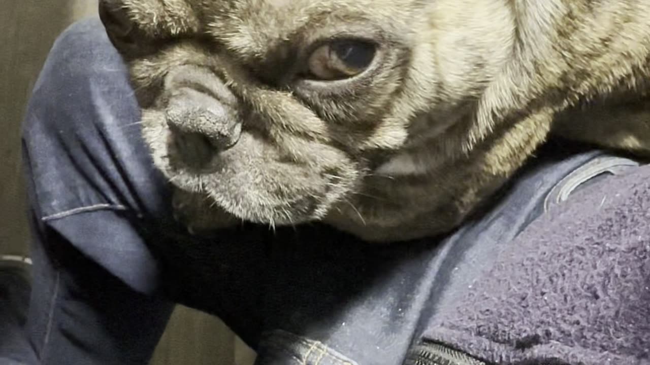 French bulldog lap nap